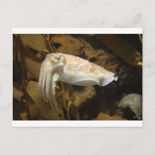 Kläckfisk Vykort