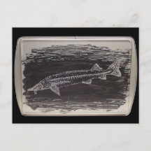 Klåda - Sterlet Sturgeon