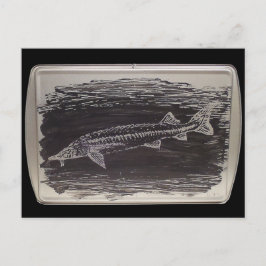 Klåda - Sterlet Sturgeon Vykort