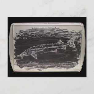 Klåda - Sterlet Sturgeon Vykort
