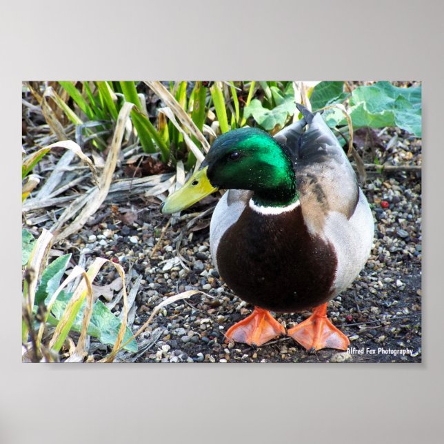 Klädd för att imponera poster (Framsidan)