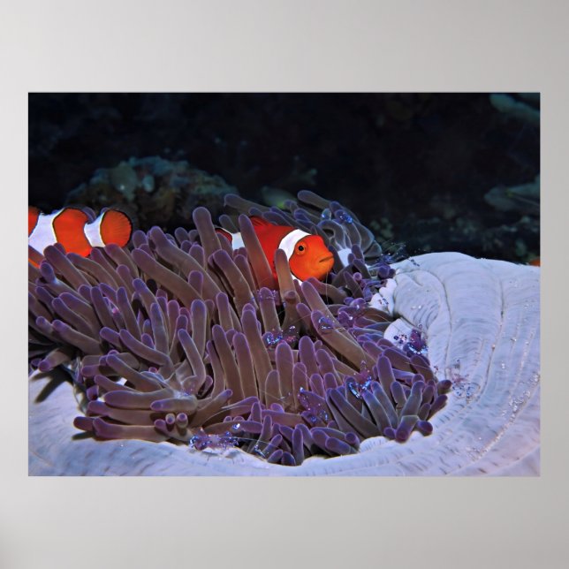 Kläder och räkor poster (Framsidan)