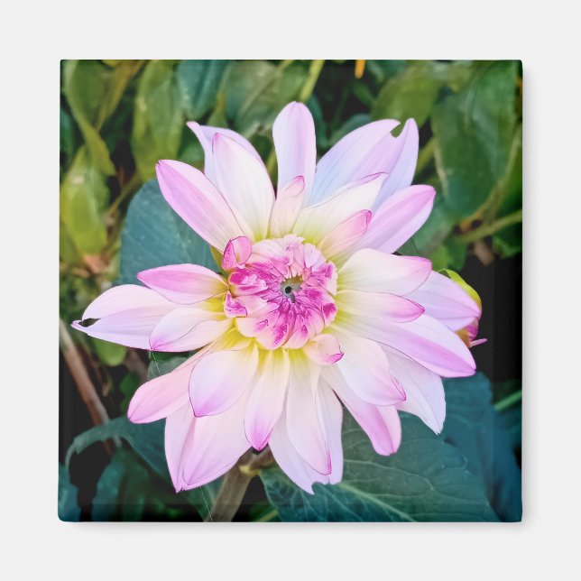 Kläder och rosa magnet (Framsidan)