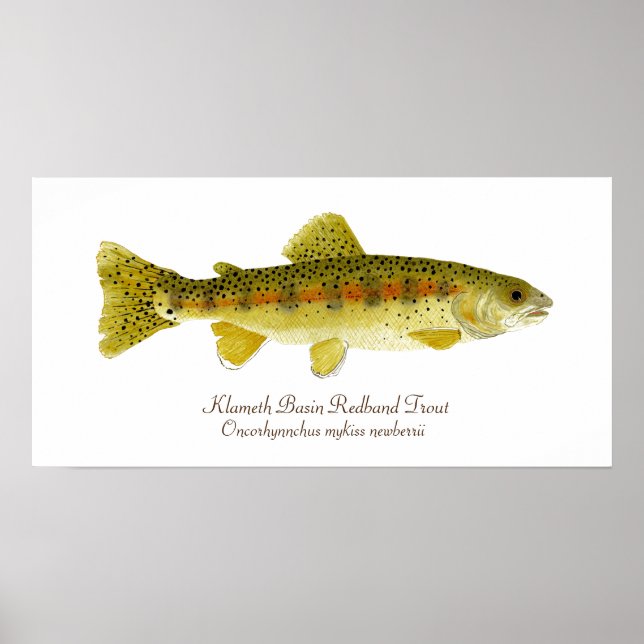 Klameth Basin Redband Trout Poster (Framsidan)