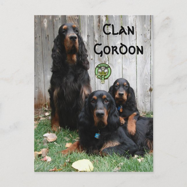 Klan Gordon, Gordon Setter Generation vykort (Framsida)