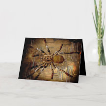 Kläppande spindelfödelsedag