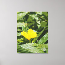 Klar Gul Blomma Bland Gröna Blad