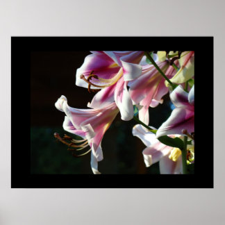 Klara rosa vita lilja blommor konsttryck Canvas Poster