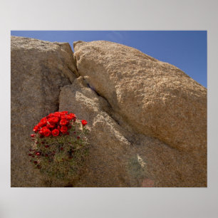 Klarbägare eller Echinocereus triglochidiatus i bl Poster