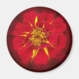 klarröd marigold magnet