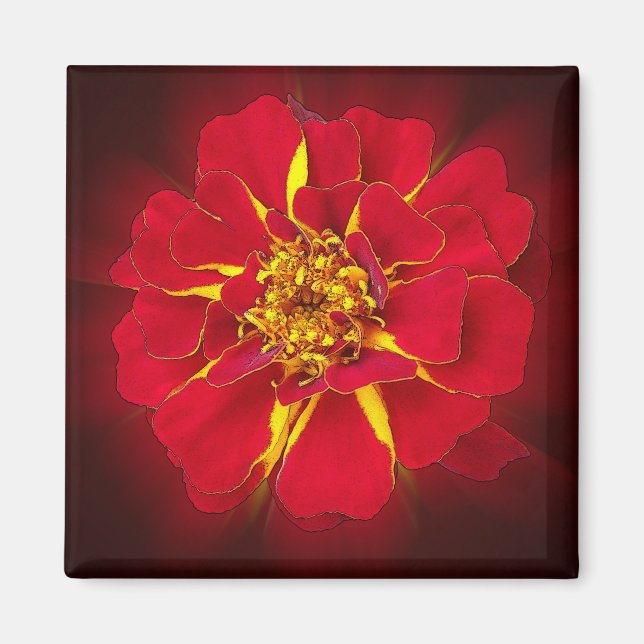 klarröd marigold magnet (Framsidan)