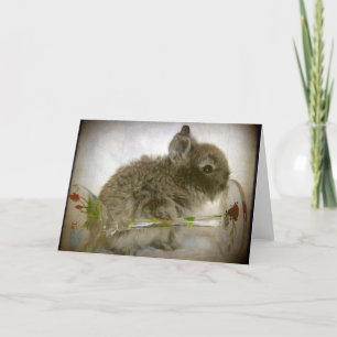 Klass av Bunny och Vin Kort