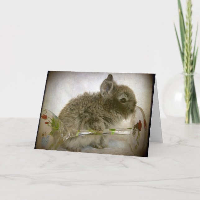 Klass av Bunny och Vin Kort (Framsida)