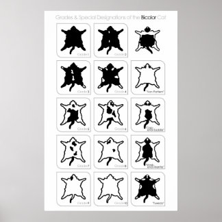 Klass och Speciella beteckningar för biolorkatten Poster