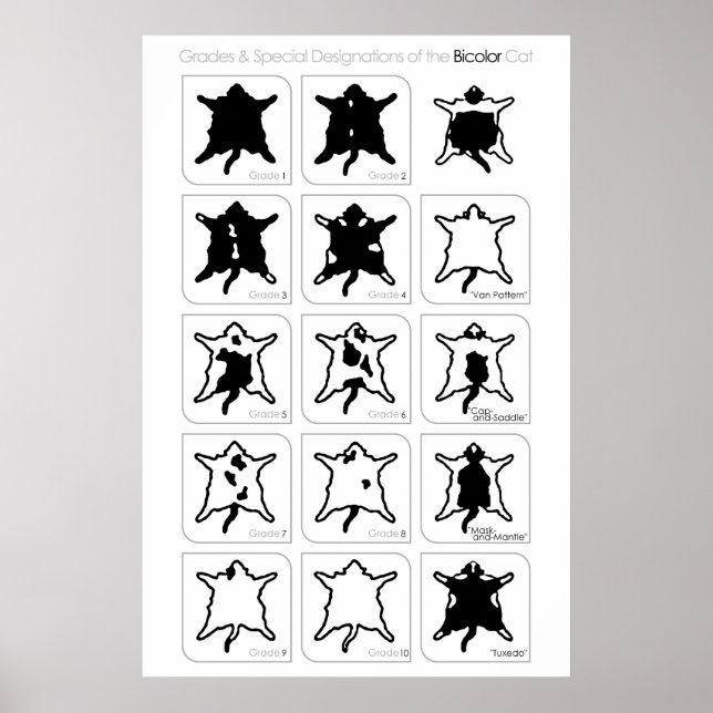 Klass och Speciella beteckningar för biolorkatten Poster (Framsidan)