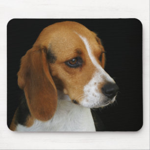 KlassikerBeagle Musmatta