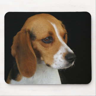 KlassikerBeagle Musmatta