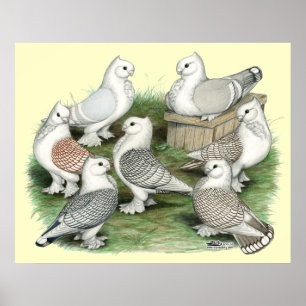 Klassikerkråsduvor Poster