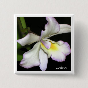 KlassikervitOrchid Knapp