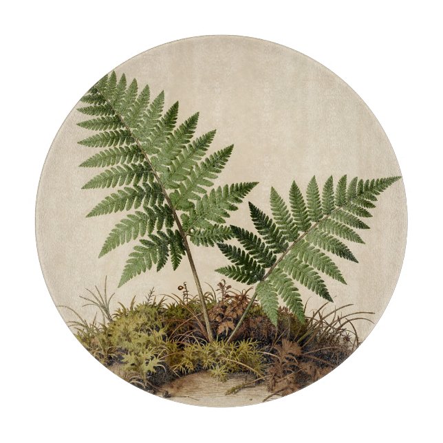 Klassisk botanisk ormbunksillustration (Framsidan)