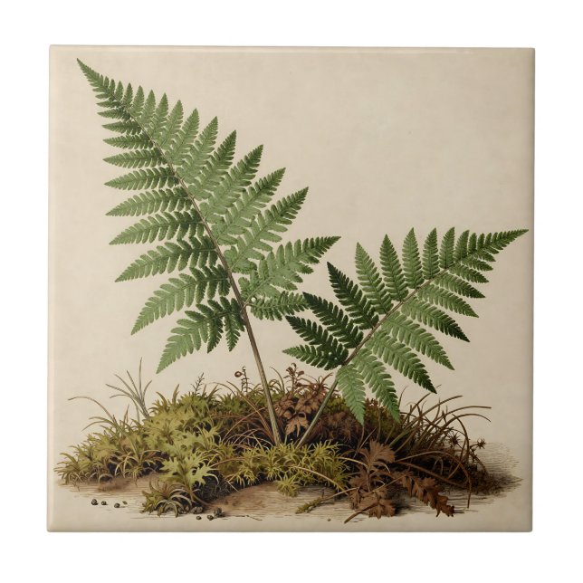Klassisk botanisk ormbunksillustration kakelplatta (Framsidan)