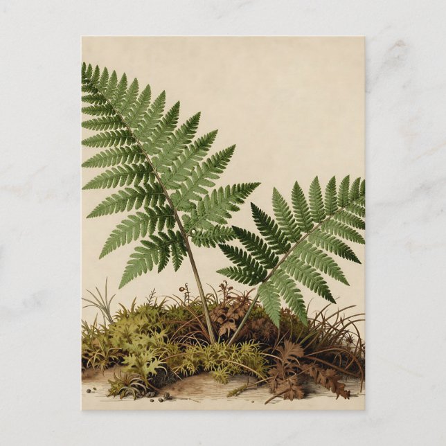 Klassisk botanisk ormbunksillustration vykort (Framsida)