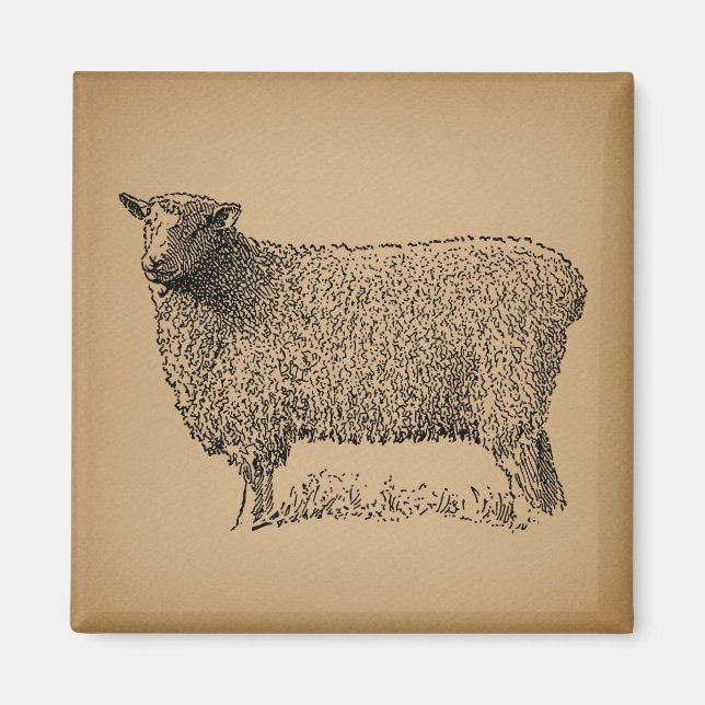 Klassisk fårbild Illustration Antique Farm Animal Magnet (Framsidan)