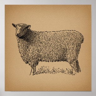 Klassisk fårbild Illustration Antique Farm Animal Poster