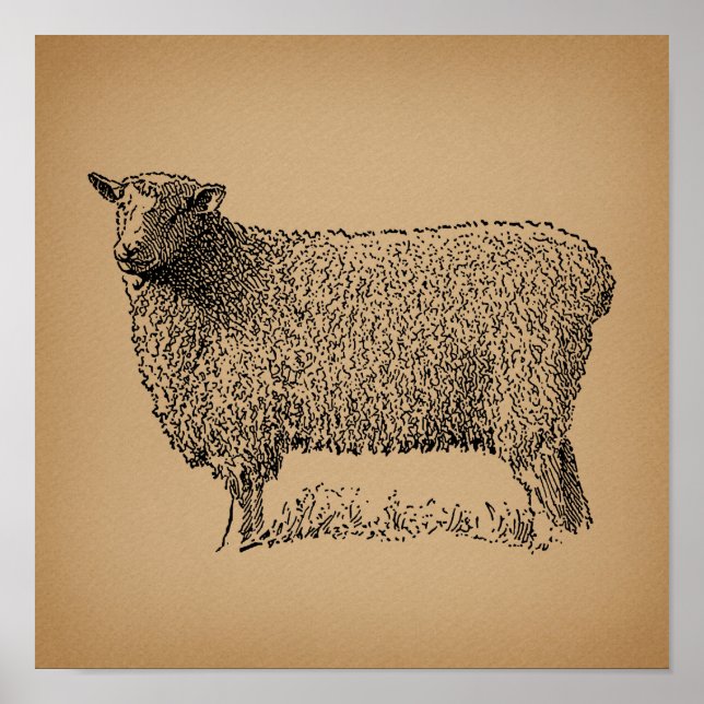 Klassisk fårbild Illustration Antique Farm Animal Poster (Framsidan)