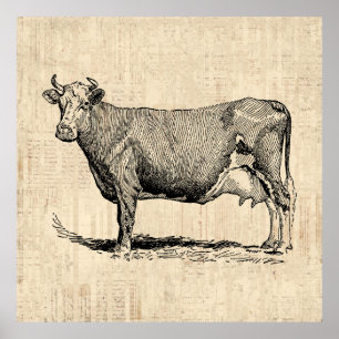 Klassisk gammal, fashiated Cow Art Poster