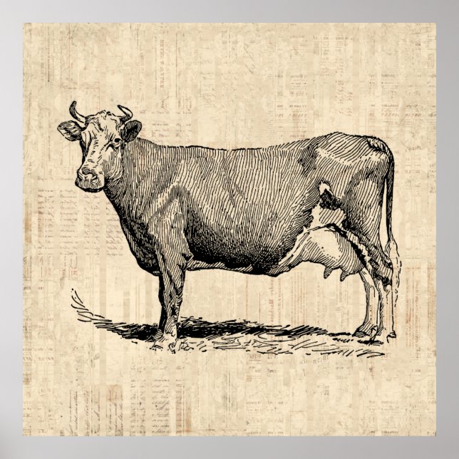 Klassisk gammal, fashiated Cow Art Poster (Framsidan)