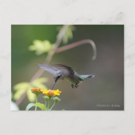 Klassisk Hummingbird Vykort
