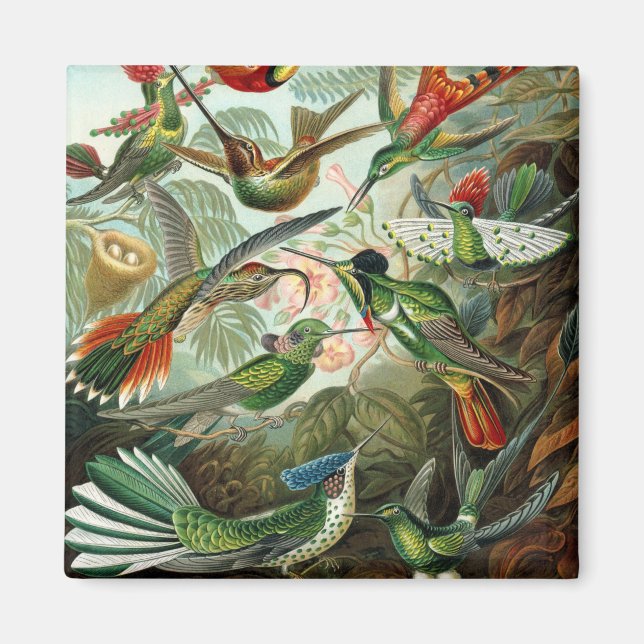 klassisk målning av hummerfågel magnet (Framsidan)