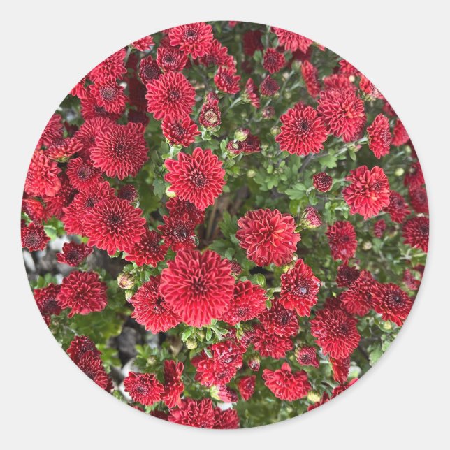 Klassisk rund etikett (Framsida)