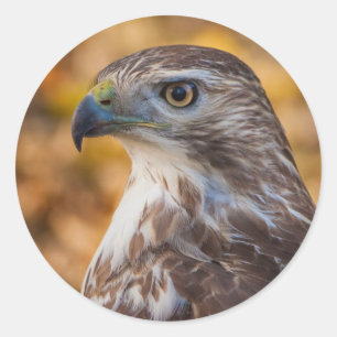 Klassisk rund fästare, Glossy Hawk-profil Runt Klistermärke