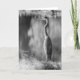 Klassisk Underbar, svart och vit Heron-fotografi Kort
