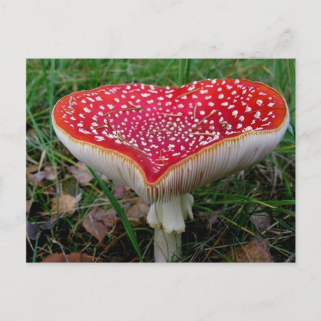 Klassisk vykort (Framsida)