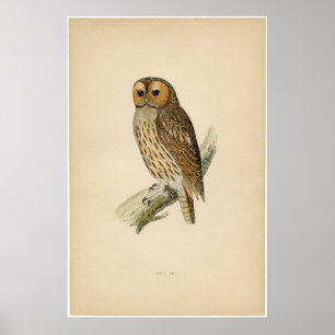 Klassisk zoologisk etching - Tawny Uggla Poster