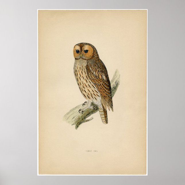 Klassisk zoologisk etching - Tawny Uggla Poster (Framsidan)