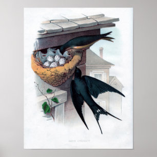 Klassisk zoologisk klåda - Barn Sväljer Poster