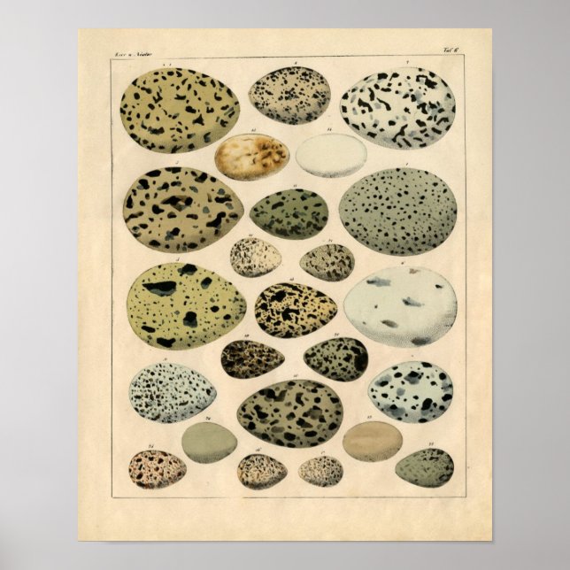 Klassisk zoologisk klåda - fågelägg poster (Framsidan)