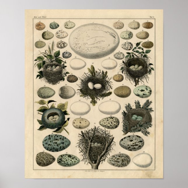 Klassisk zoologisk klåda - Fågelangrepp och ägg Poster (Framsidan)