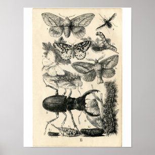 Klassisk zoologisk klåda - Insektra Poster