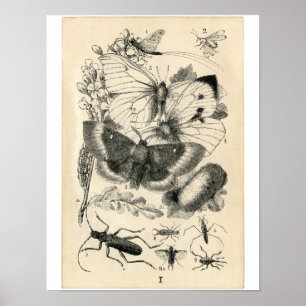 Klassisk zoologisk klåda - Insektra Poster