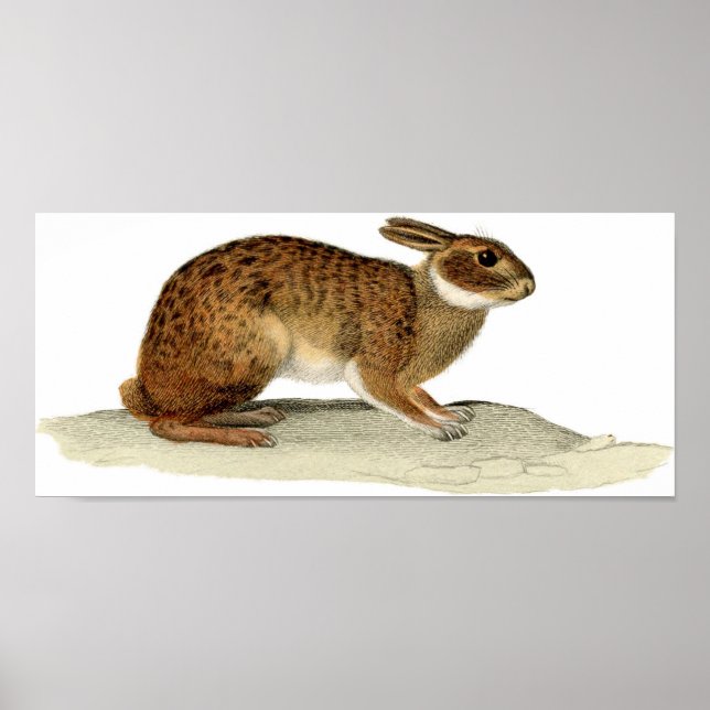 Klassisk zoologisk klåda - kanin poster (Framsidan)