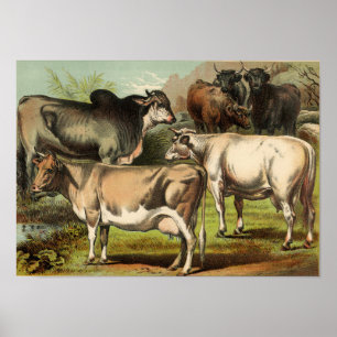 Klassisk zoologisk klåda - Kor Poster