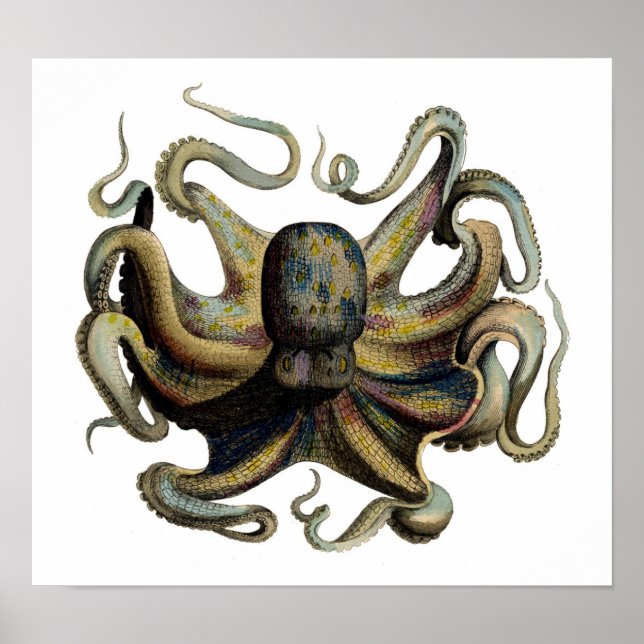 Klassisk zoologisk klåda - Octopus Poster (Framsidan)