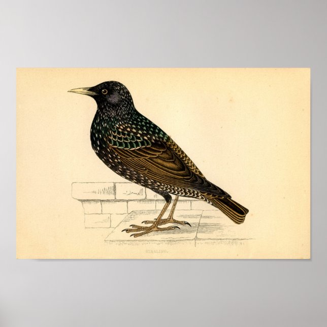 Klassisk zoologisk klåda - Starling Poster (Framsidan)