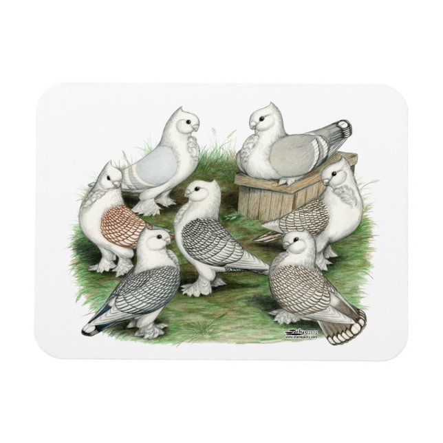 Klassiska friska pigeons magnet (Horisontell)