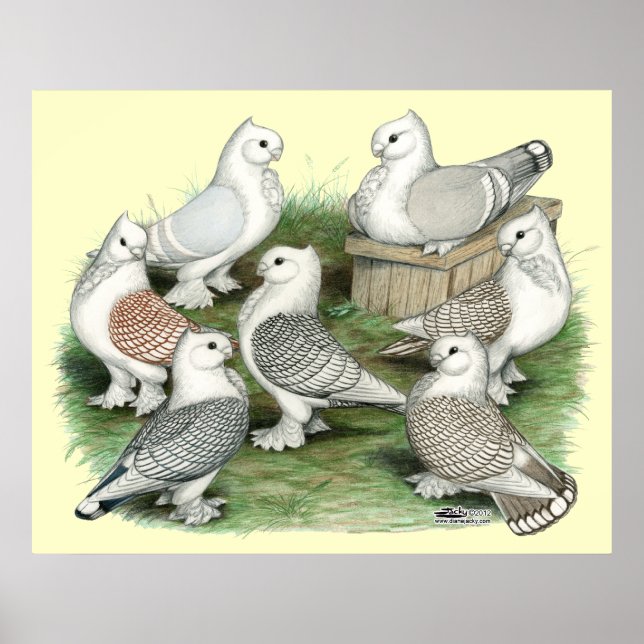 Klassiska friska pigeons poster (Framsidan)